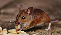 24 Hour & Emergency Exterminators in Rogersville, AL